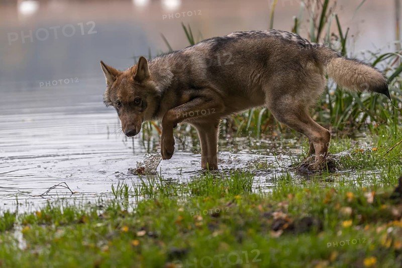 One young male eurasian gray wolf (Canis lupus lupus) standing at the shore of a lake, drinking
