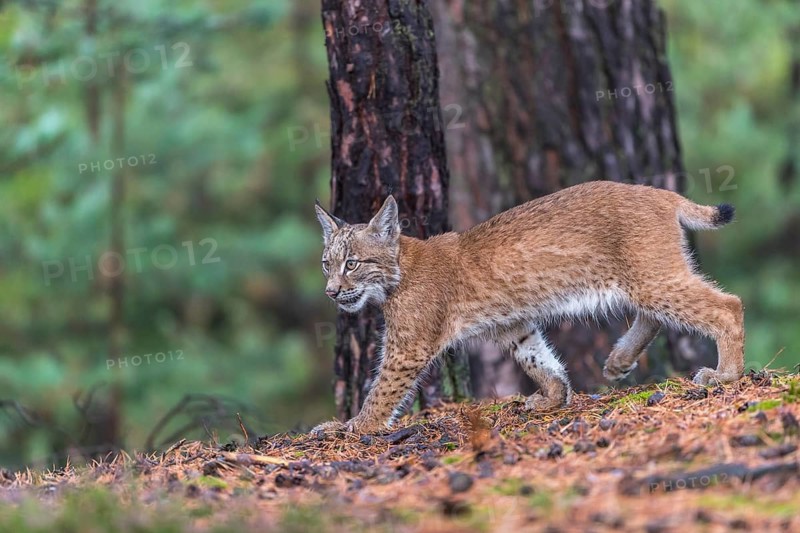 One young Eurasian lynx, (Lynx lynx), walking thru a forest. Green vegetation around him