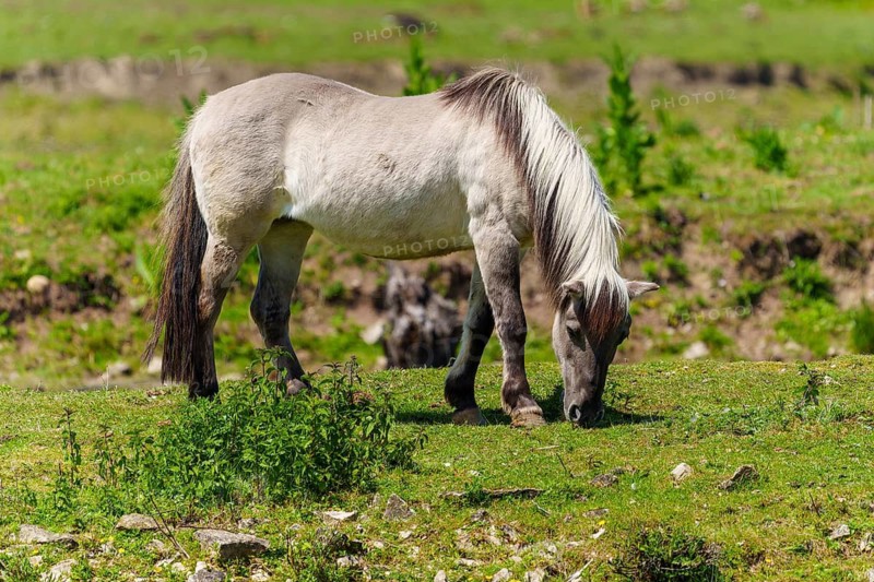 A horse grazing on a green pasture in a natural environment, Tarpan horse (Equus ferus) France