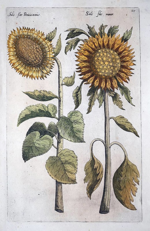 Sunflowers (Helianthus annuus), hand-coloured copperplate engraving by Emanuel Sweerts, from Florilegium Amplissimum et selectissimum, Amsterdam, Netherlands, 1614