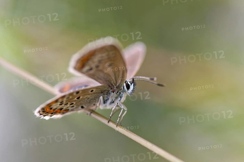 Argus blue, plebeius argus, silver-studded blue, butterfly, high size, portrait format, insects, butterfly, butterfly, butterfly