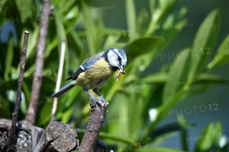 Blue tit with caterpillar in beak sits proudly on a branch in the forest, blue tit Cyanistes caeruleus) with caterpillar in beak