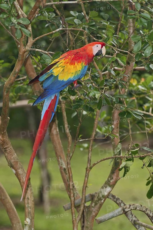 Scarlet Macaw (Ara macao), Costa Rica