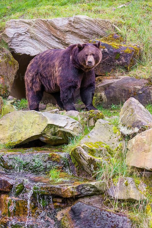 A eurasian brown bear (Ursus arctos arctos) leaves his rocky den situated above a small cataract