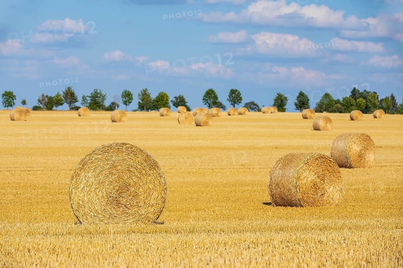 Straw bales on a harvested grain field, stubble field, Nossen, Saxony, Germany