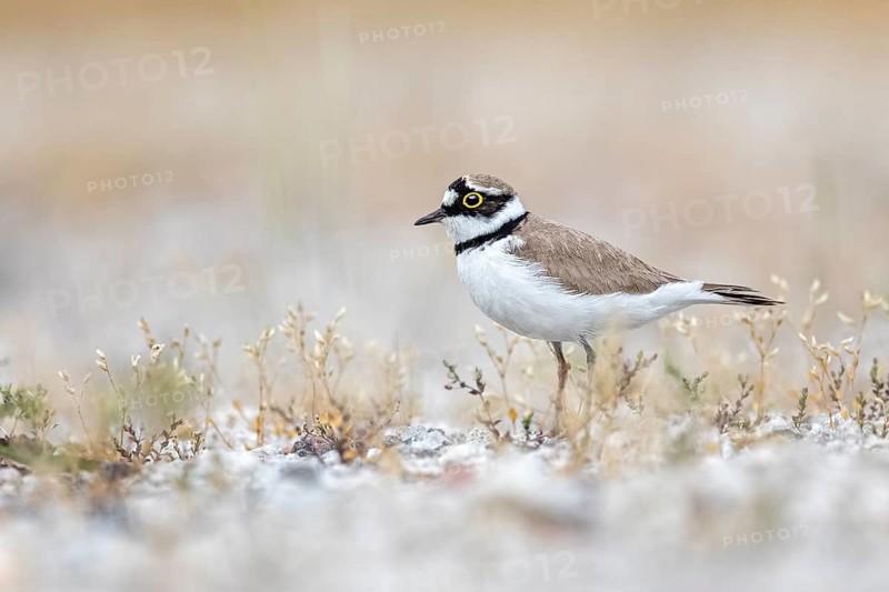 Little Ringed Plover (Charadrius dubius), Saxony-Anhalt, Germany