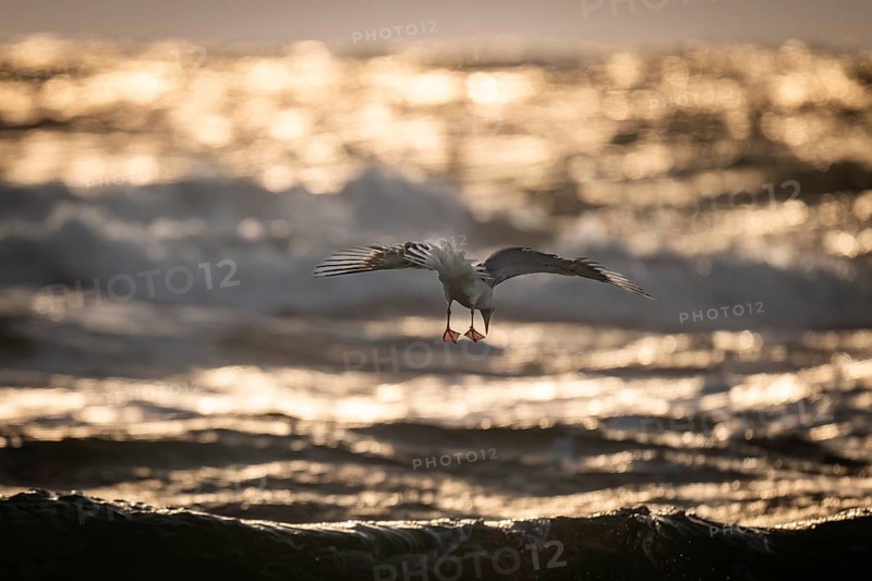 Herring gull (Larus argentatus) in flight over the surf looking for starfish, evening light, Hvide Sande, North Sea, Denmark
