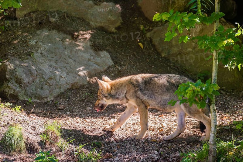 A grey wolf pup (Canis lupus lupus) walks past its den in the forest on a sunny day