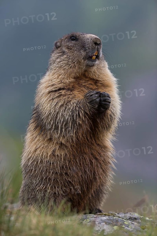 One adult Alpine Marmot, Marmota marmota, sitting erected in green grass on a rock