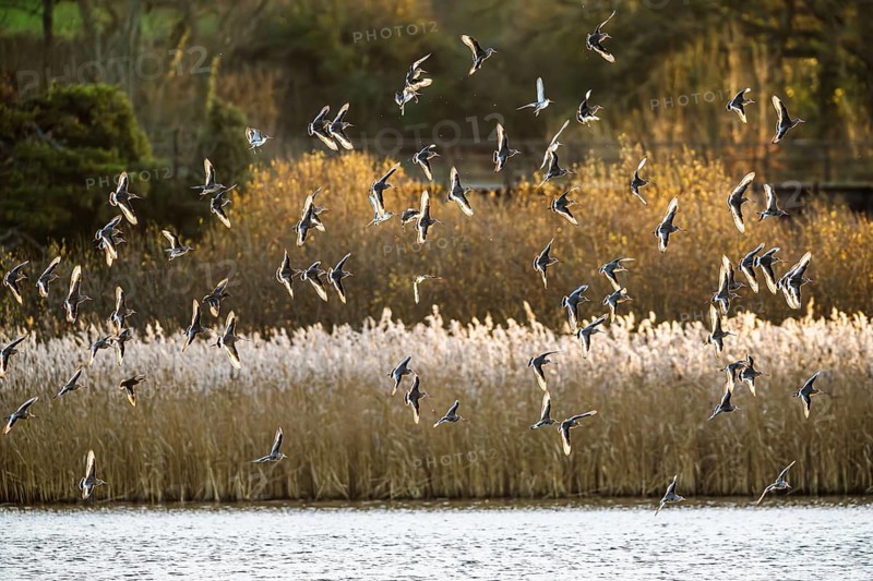 Black-tailed Godwits, Limosa limosa, birds in flight over marshes