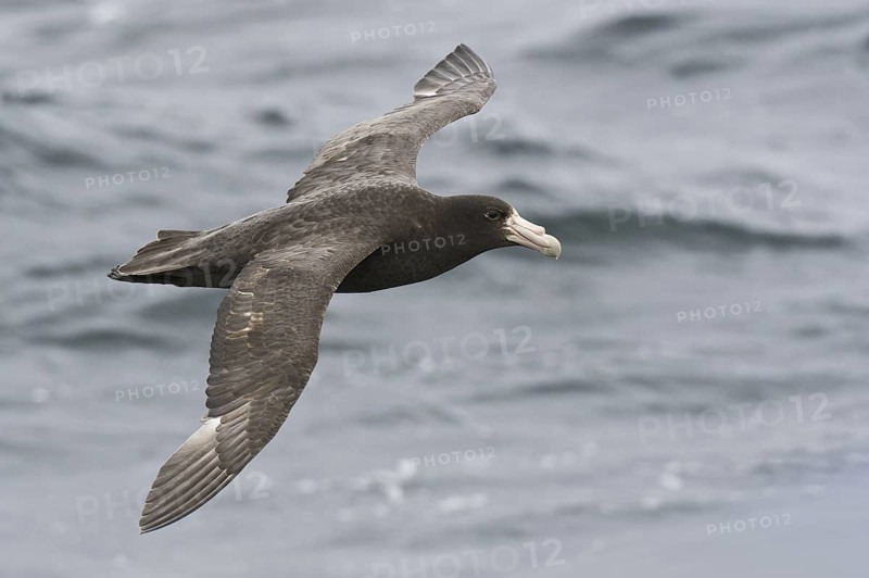 Southern Giant Petrel (Macronectes giganteus), Antarctica