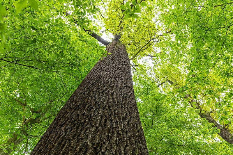 On the trunk of an oak (quercus) looking upwards into the treetop, Brandenburg, Germany
