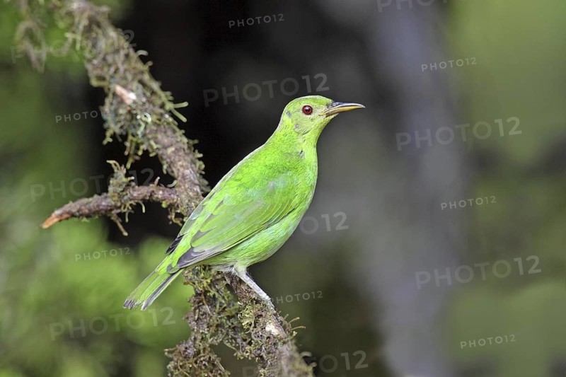 Green Honeycreeper Chlorophanes spiza Las Cruces OTS Station, San Vito, COSTA RICA 5 November Adult Thraupidae