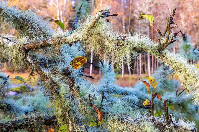 Usnea lichens growing on tree branches on a deciduous tree in a forest at autumn