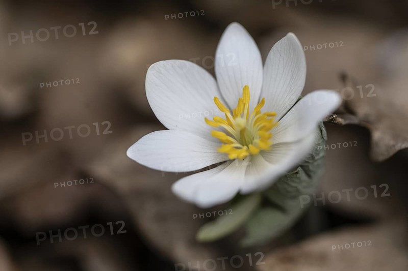 Canadian bloodroot (Sanguinaria canadensis), Emsland, Lower Saxony, Germany