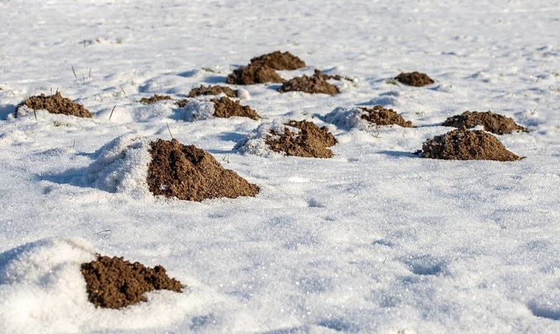 Insectivora, insectivora, mole, talpa europaea, mammals, molehill, snow, mammals, winter