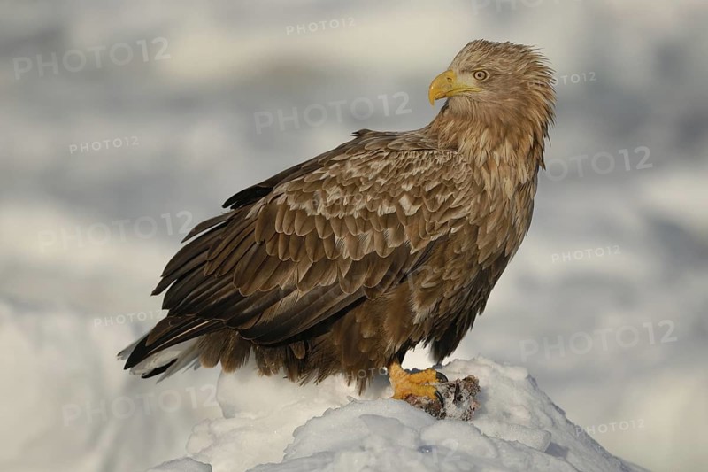 White-tailed Eagle (Haliaeetus albicilla), Hokkaido, Japan