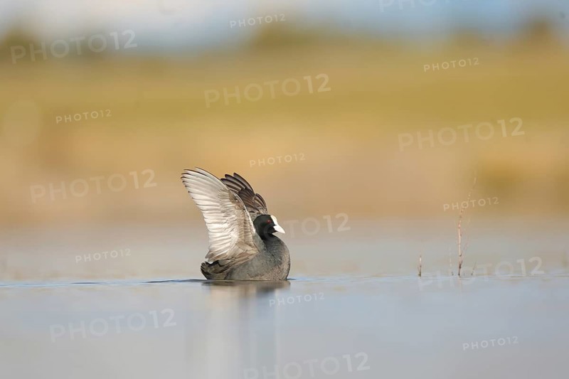 A European coot with open wings gently floats on the tranquil waters of a wetland in Puebla de BeleÃ±a, Spain, surrounded by a serene and natural landscape