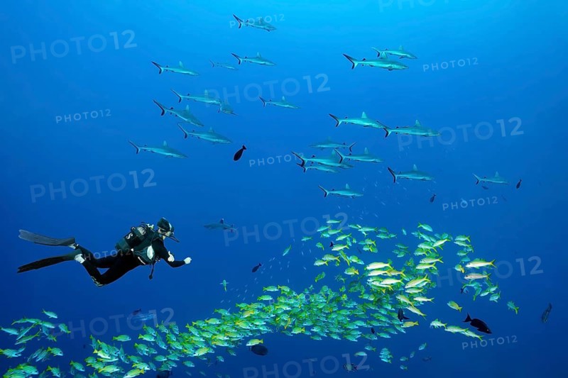 Diver observing shoal of Grey reef shark (Carcharhinus amblyrhynchos), shoal of Blue stripe snapper (Lutjanus kasmira), South Pass, Fakarava Atoll Biosphere Reserve, Tuamotu Archipelago, French Polynesia, South Pacific, Pacific Ocean