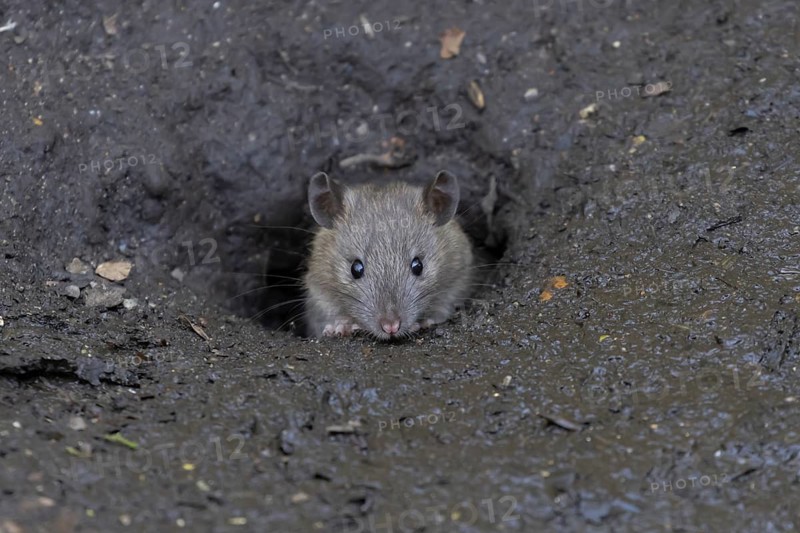 European brown rat (Rattus norvegicus) adult rodent mammal looking out from its burrow hole, England, United Kingdom