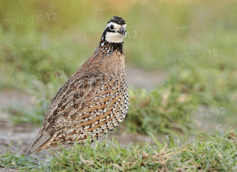 Northern Bobwhite (Colinus virginianus) male, Texas, USA