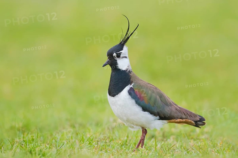 Kiebitz, Vanellus vanellus Northern Lapwing, Vanellus vanellus