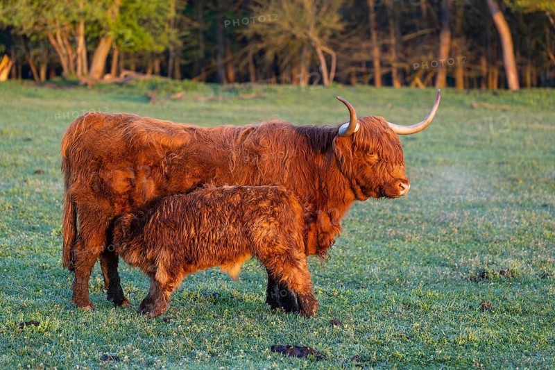 A highland cow (Bos primigenius taurus) suckles her calf
