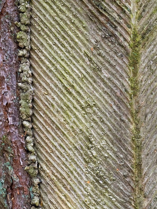 Live resin on a pine trunk, Müritz National Park, Mecklenburg-Western Pomerania, Germany