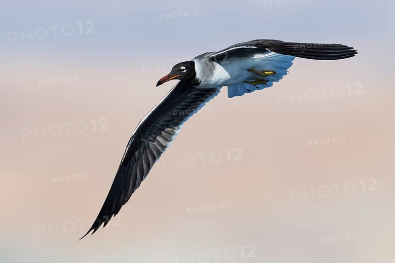White-eyed Gull (Ichthyaetus leucophthalmus) flying, Eilat, Israel
