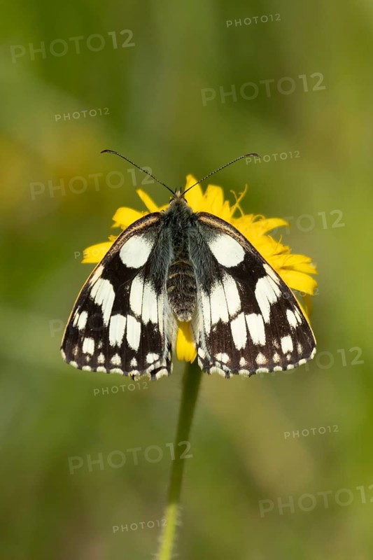 Marbled white butterfly (Melanargia galathea) adult insect feeding on a Hawksbit flower in summer, Suffolk, England, United Kingdom