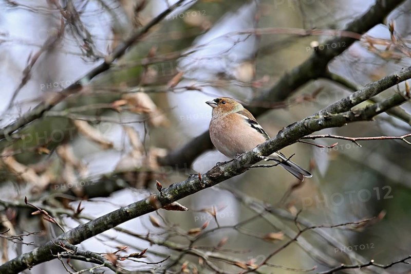 Common chaffinch (Fringilla coelebs), male sitting on a branch, Switzerland