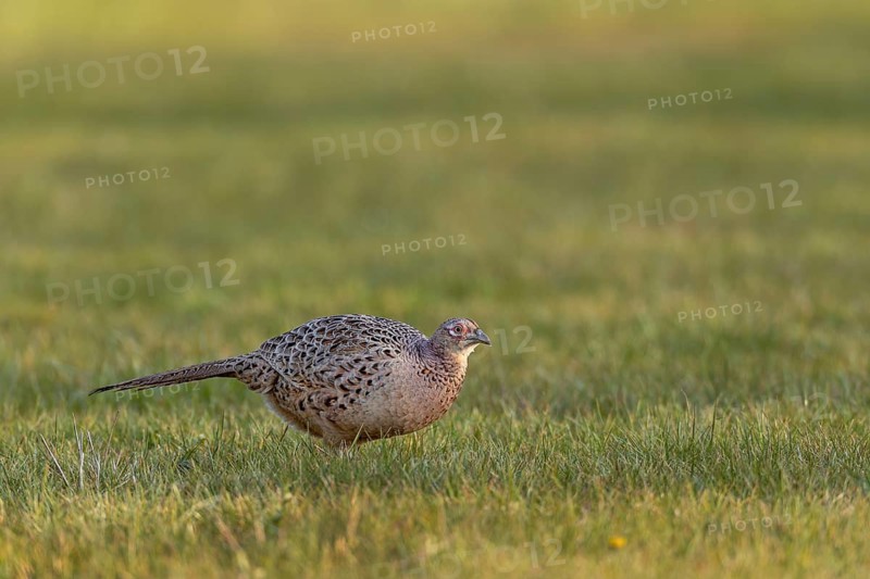 A female pheasant (Phasianus colchicus) searches for food in a meadow in the evening sunlight, stealthily and shyly, spring, April, Germany