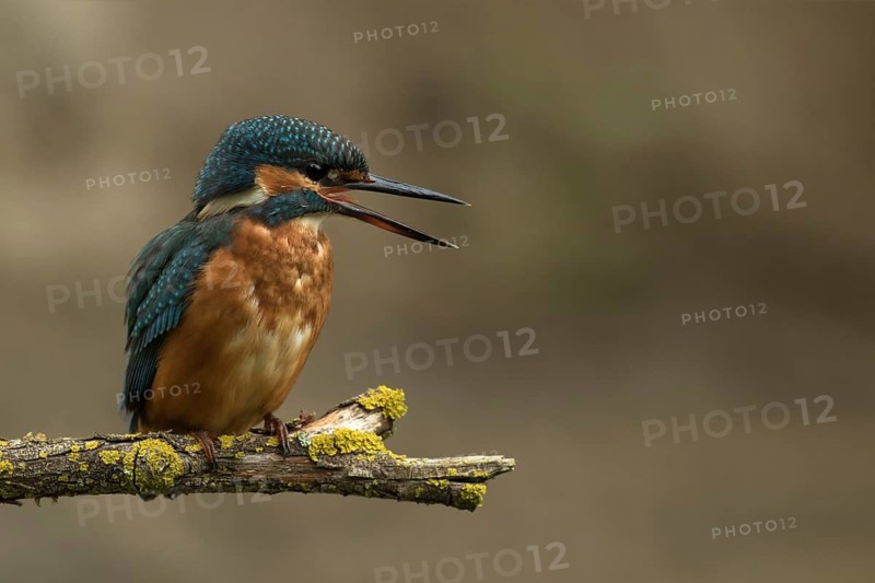 Ijsvogel juvenile vrouw, Kingfisher juvenile female