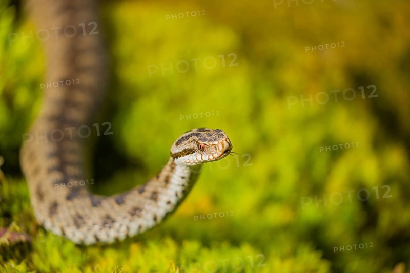 One Vipera berus, the common European adder or common European viper, creeps over moss and rocks