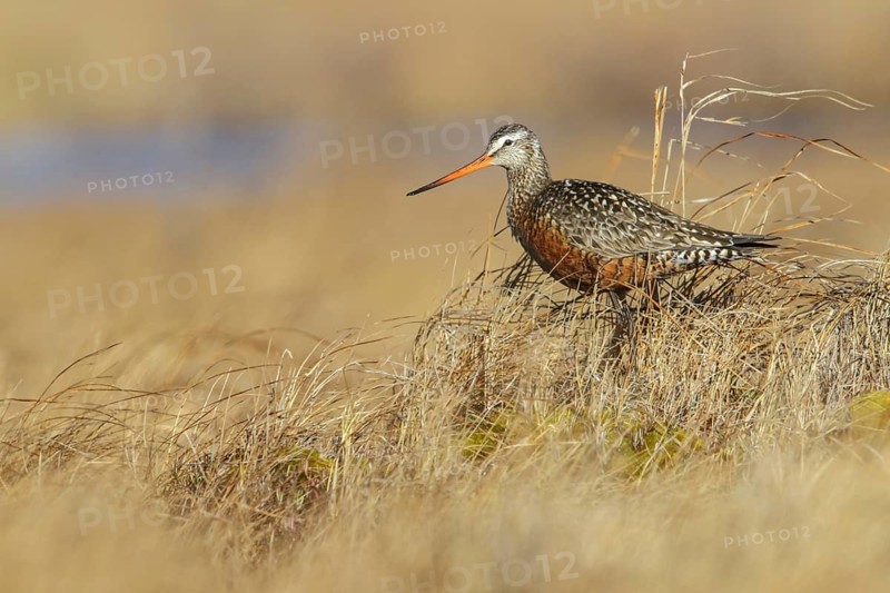 Hudsonian Godwit (Limosa haemastica) perched on the tundra near Churchill, Manitoba, Canada