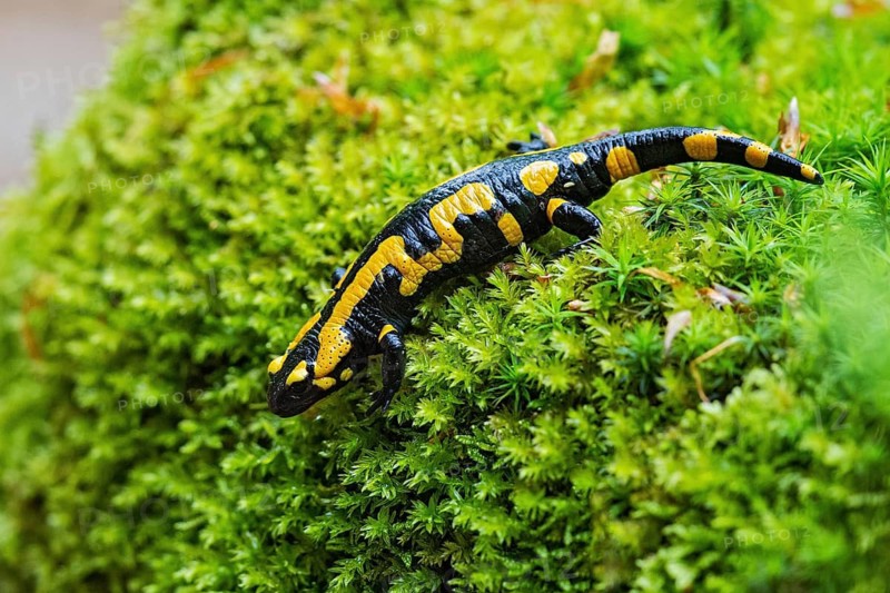 Feuersalamander (Salamandra salamandra) läuft am Waldboden über feuchtes Moos, Bayern, Deutschland