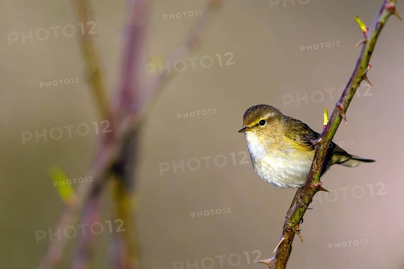 Chiffchaff, (Phylloscopus collybita), (Phylloscopus collybitus), willow warbler, songbird, perch, biotope, habitat, resting Nahe valley, Rhineland-Palatinate, Federal Republic of Germany