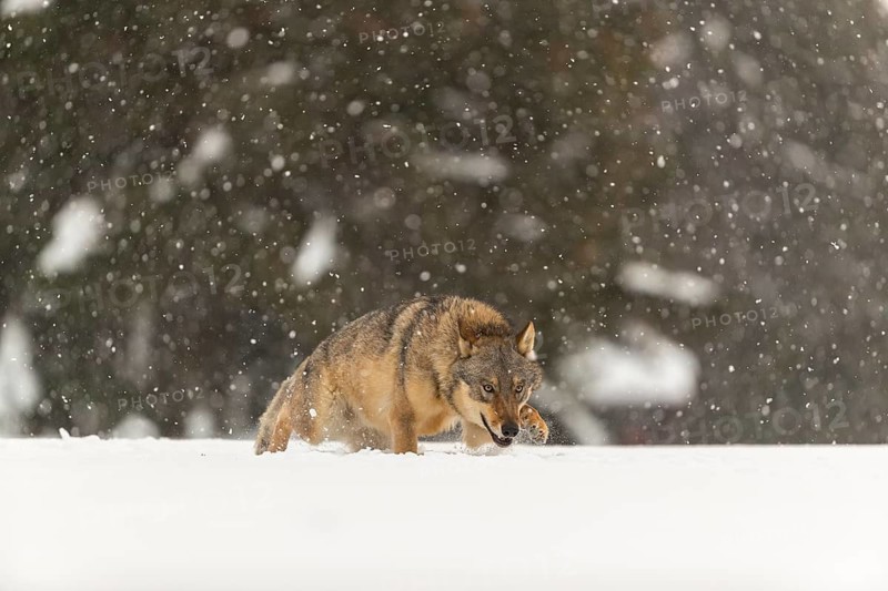 One male eurasian gray wolf (Canis lupus lupus) running thru deep snow during snow fall. A forest in the background
