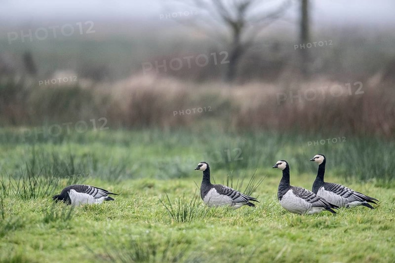 White-fronted Geese, Barnacle Geese (Branta leucopsis), East Frisia, Lower Saxony, Germany
