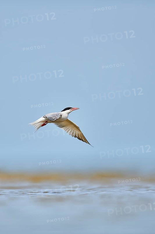 Elegant tern (Thalasseus elegans) flying in the sky above the sea, hunting, ebro delta, Catalonia, Spain