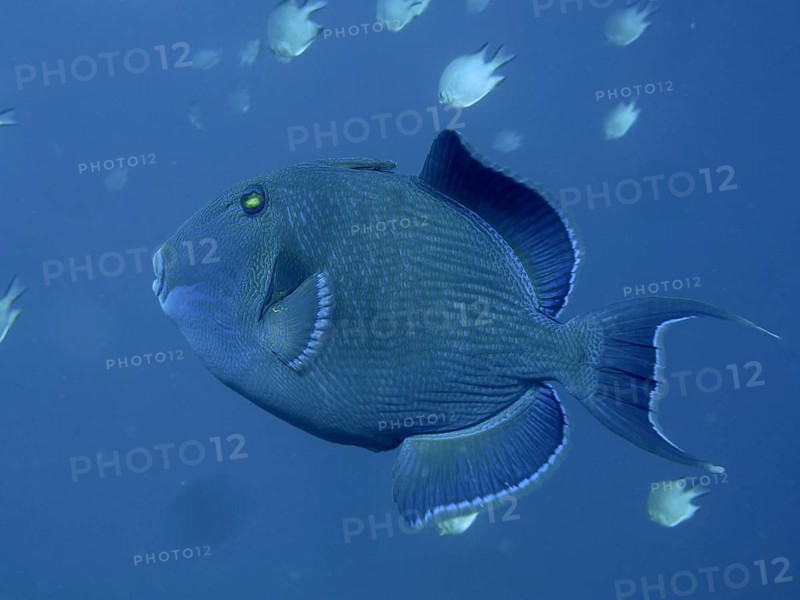 Blue-striped triggerfish (Pseudobalistes fuscus)