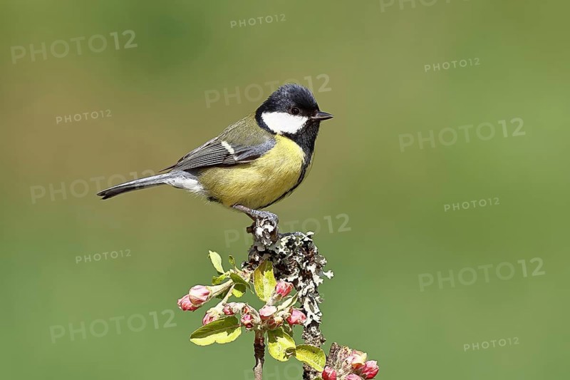 Great tit (Parus major) sitting on a branch with apple blossoms (Malus domestica), Wilnsdorf, North Rhine-Westphalia, Germany