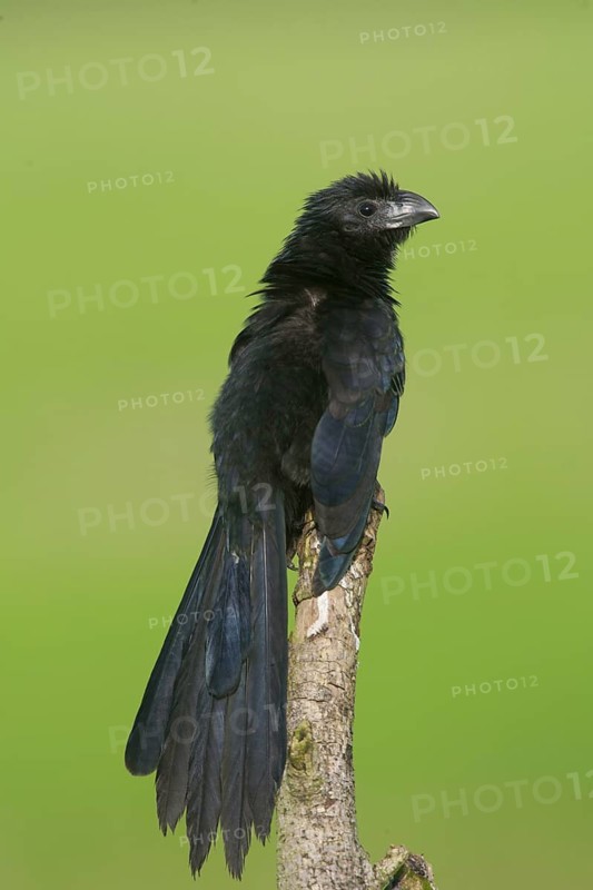 Groove-billed Ani Crotophaga sulcirostris Quepos, Costa Rica 19 October Adult CUCULIDAE