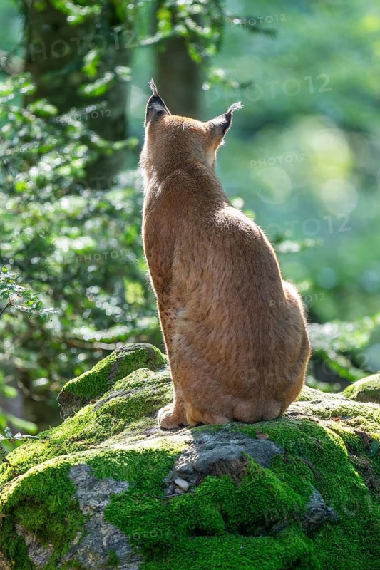 Eurasian lynx (Lynx lynx) sitting on a moss-covered rock in the forest, captive, Bavarian Forest National Park, Bavaria, Germany