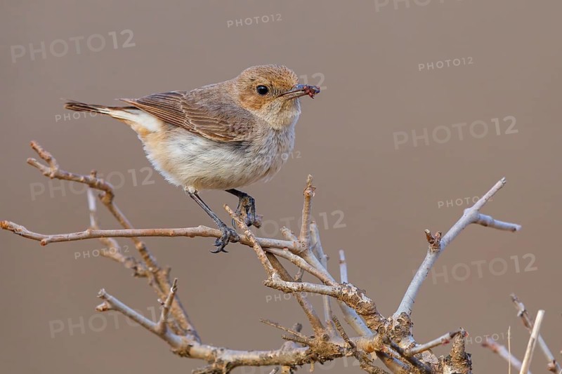 Arabian Wheatear, (Oenanthe lugentoide, Middle East, Oman, Jabal Samhan, Salalah, Dhofar, Oman