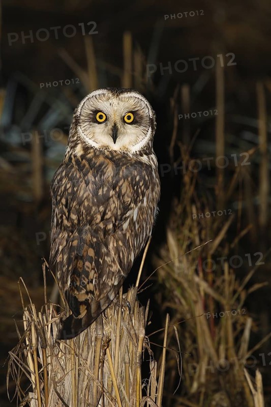 Short-eared Owl (Asio flammeus), Lisbon, Portugal