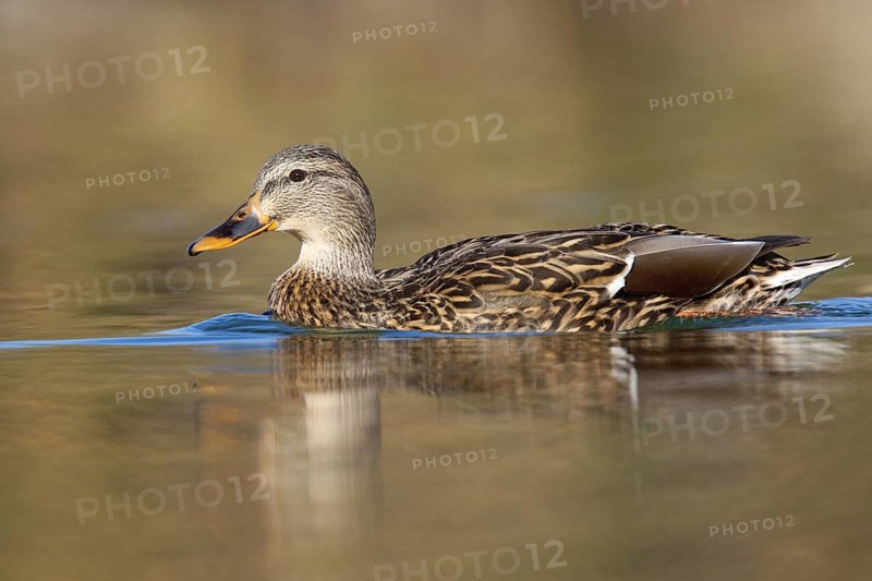 Mallard Anas platyrhynchos Gilbert, Maricopa County, Arizona, United States 9 February Adult Female Anatidae