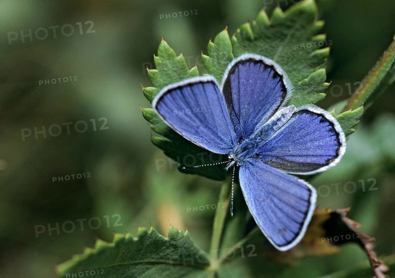 Argus blue, plebeius argus, silver-studded blue, butterfly, insects, insects, leo, male, butterfly, butterfly, butterfly