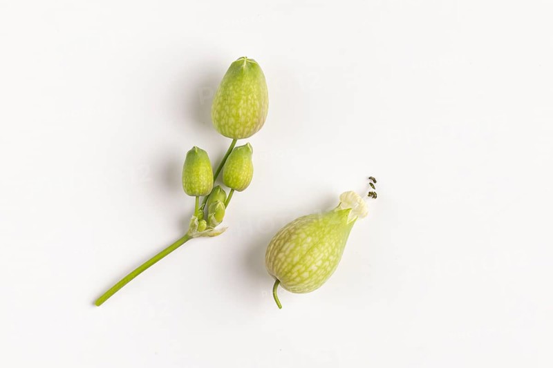 Seed heads of common ragwort (Silene vulgaris), white background, close-up