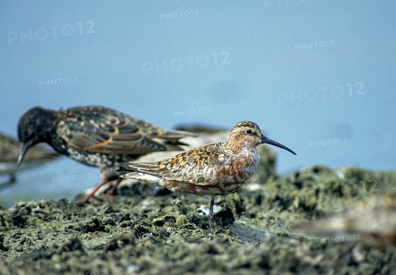 Calidris ferruginea, curlew sandpiper, sickle sandpiper, birds, charadriiformes, leo, limikolen, snipe birds, scolopacidae, transitory plumage, birds, waders, waders, transitional dress